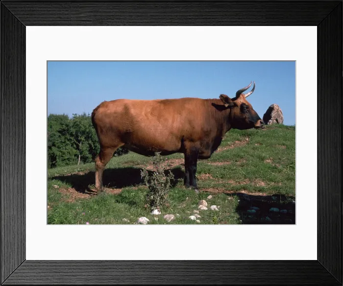 Framed Print : Auroch, a primitive breed of cattle re-introduced today by selective breeding Framed Print : Auroch, a primitive breed of cattle re-introduced today by selective breeding
