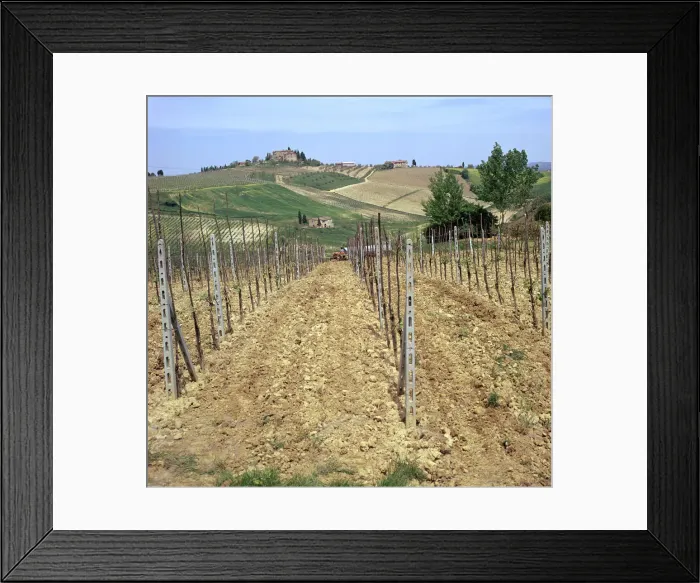Framed Print : Cultivating vines in Tuscany Framed Print : Cultivating vines in Tuscany