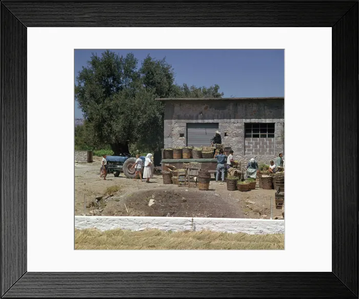 Framed Print : The grape-harvest in Rhodes Framed Print : The grape-harvest in Rhodes