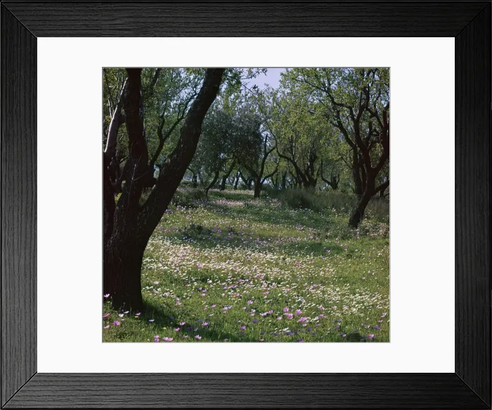 Framed Print : Flowers and olive trees in April in Phocis Framed Print : Flowers and olive trees in April in Phocis
