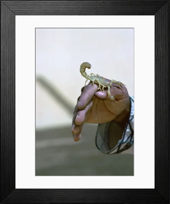 Framed Print : Scorpion at Tozeur in Tunisia Framed Print : Scorpion at Tozeur in Tunisia