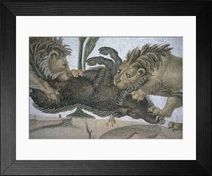 Framed Print : Detail of a Roman mosaic showing lions killing a boar, 2nd century Framed Print : Detail of a Roman mosaic showing lions killing a boar, 2nd century