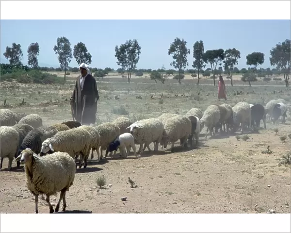 Shepherd south of Kairouan