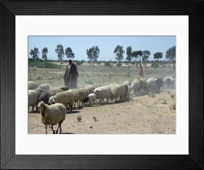 Framed Print : Shepherd south of Kairouan Framed Print : Shepherd south of Kairouan