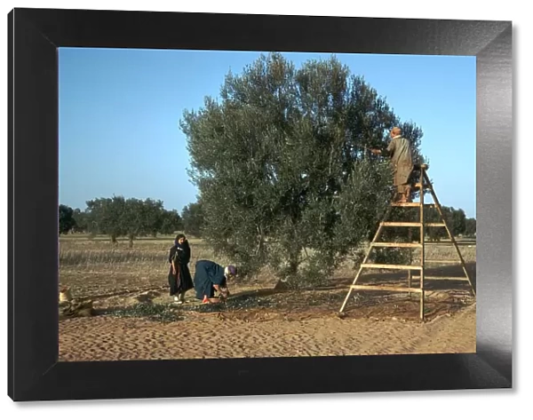 Olive picking in Tunisia