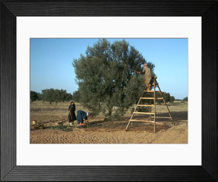 Framed Print : Olive picking in Tunisia Framed Print : Olive picking in Tunisia