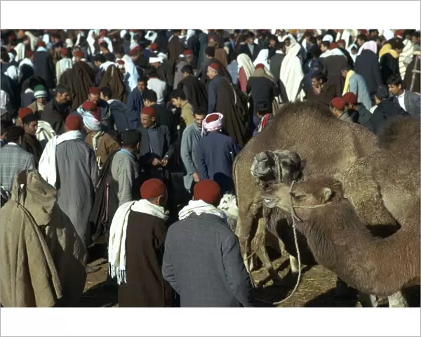 Camel market in Sousse