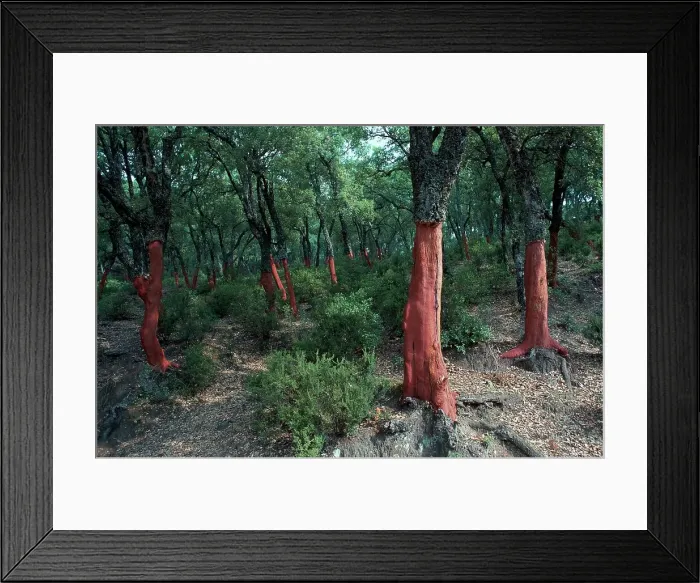 Framed Print : Cork Oak Trees Framed Print : Cork Oak Trees