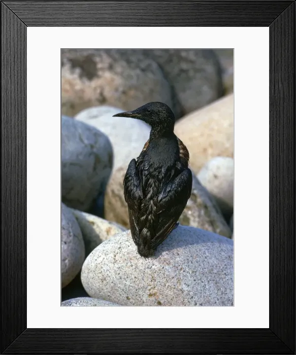 Framed Print : Oil pollution in Cornwall Framed Print : Oil pollution in Cornwall