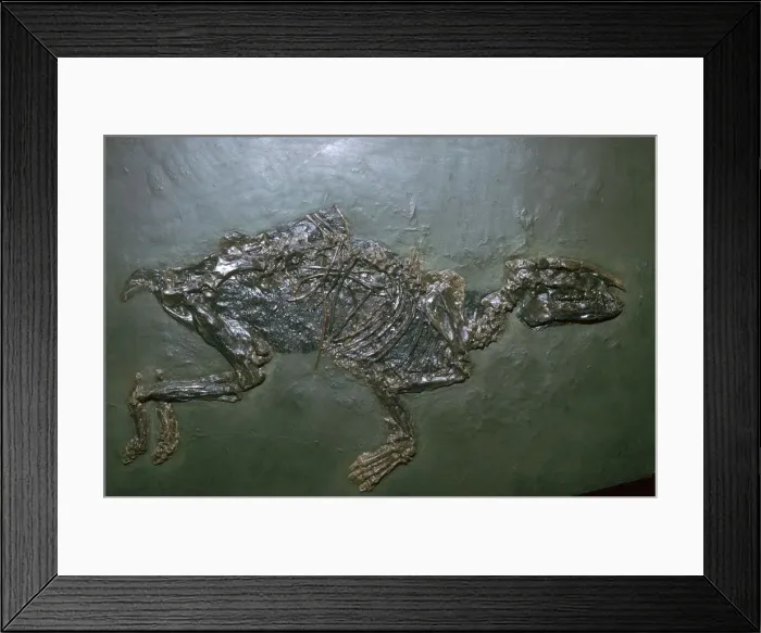 Framed Print : Primitive Horse Fossil Framed Print : Primitive Horse Fossil