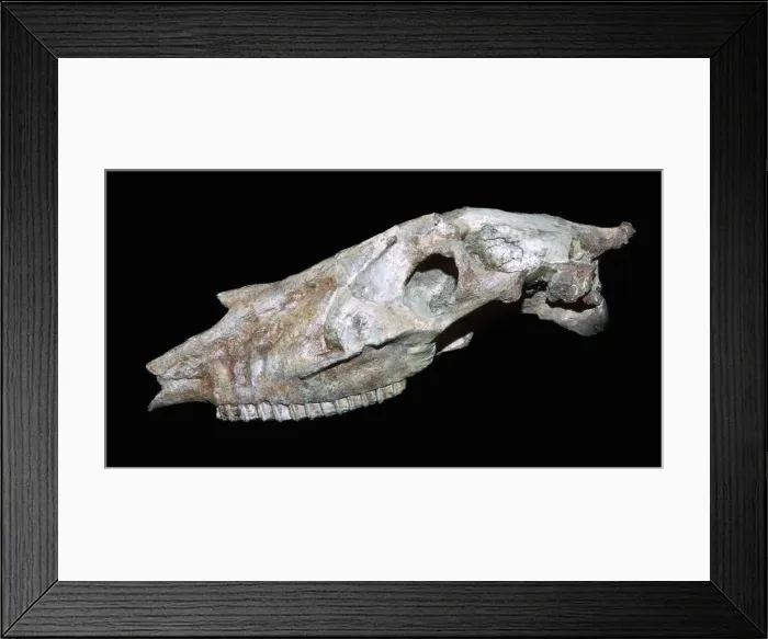 Framed Print : Fossil skull of a primitive horse Framed Print : Fossil skull of a primitive horse