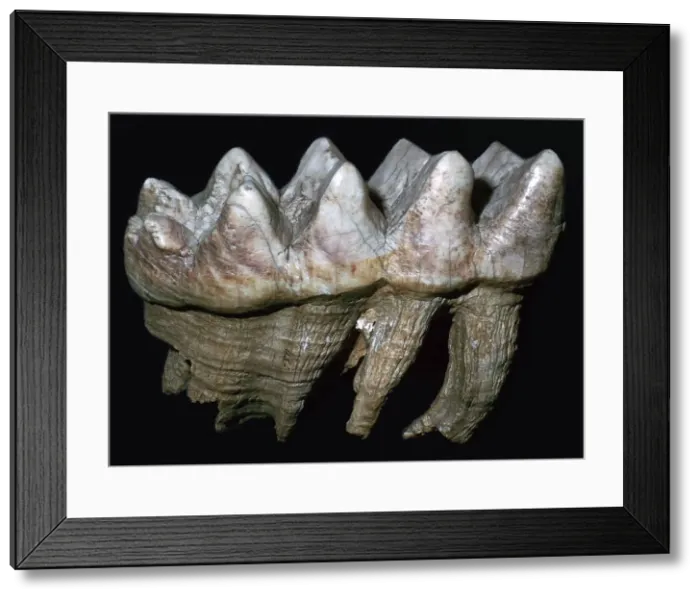 Framed Print : Fossil tooth of a mastodon Framed Print : Fossil tooth of a mastodon