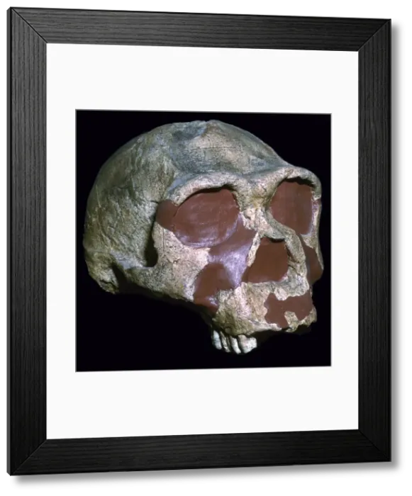 Framed Print : Skull of Homo Erectus Framed Print : Skull of Homo Erectus
