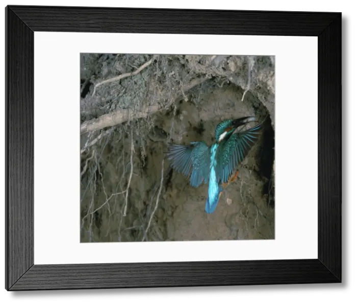 Framed Print : Kingfisher and worm Framed Print : Kingfisher and worm