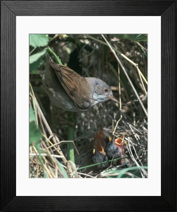 Framed Print : Common Whitethroat Framed Print : Common Whitethroat