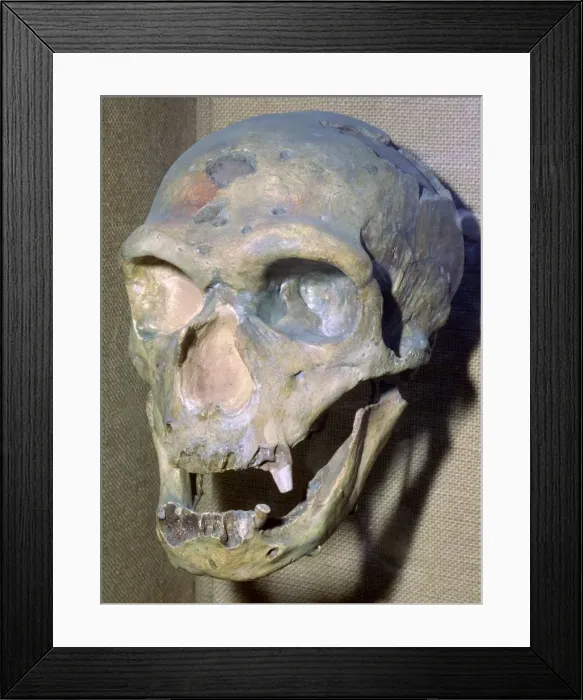 Framed Print : Reconstructed Neanderthal Mans skull, 49, 000 BC Framed Print : Reconstructed Neanderthal Mans skull, 49, 000 BC
