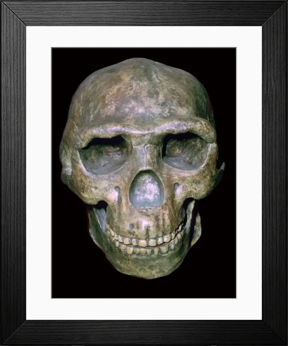 Framed Print : Skull of Peking man (reconstruction) Framed Print : Skull of Peking man (reconstruction)