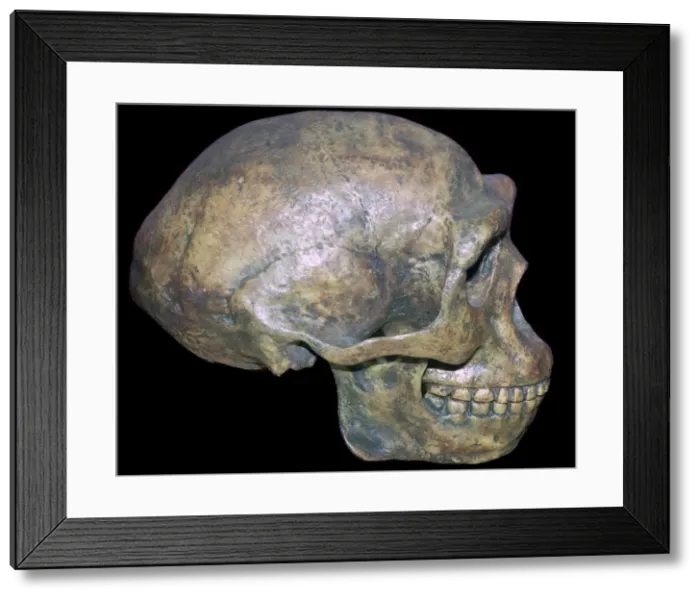 Framed Print : Skull of Peking man (reconstruction)