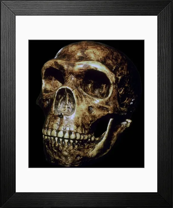 Framed Print : Reconstructed Neanderthal skull Framed Print : Reconstructed Neanderthal skull