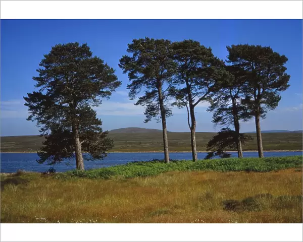 Pine Trees at Loch Ashie, 6 miles south of Inverness, Inverness-shire, 20th century. Artist: CM Dixon