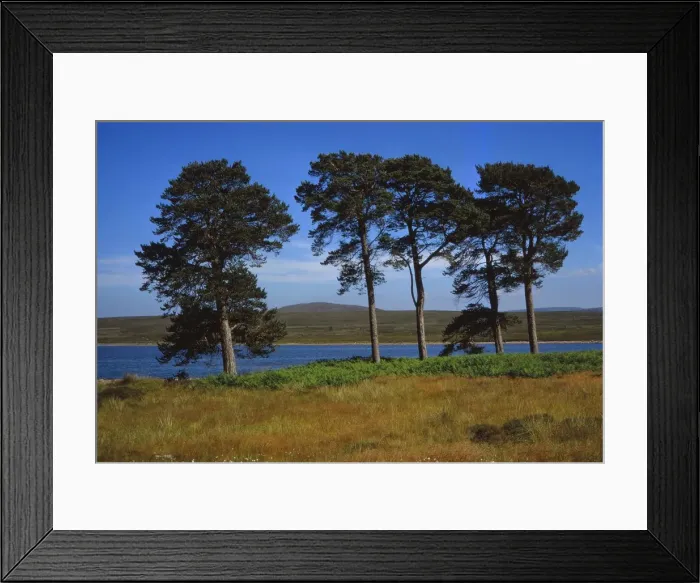 Framed Print : Pine Trees at Loch Ashie, 6 miles south of Inverness, Inverness-shire, 20th century. Artist: CM Dixon Framed Print : Pine Trees at Loch Ashie, 6 miles south of Inverness, Inverness-shire, 20th century. Artist: CM Dixon