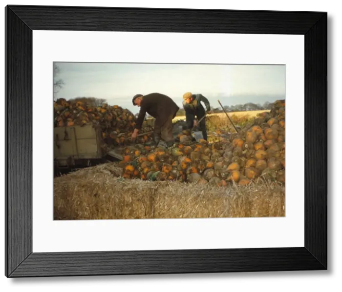Framed Print : Clamp Swedes in late Autumn, Yorkshire, c1960. Artist: CM Dixon Framed Print : Clamp Swedes in late Autumn, Yorkshire, c1960. Artist: CM Dixon