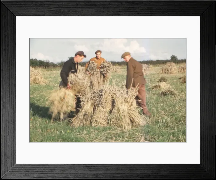 Framed Print : Stooking Corn Wheat in August, Yorkshire, c1960. Artist: CM Dixon Framed Print : Stooking Corn Wheat in August, Yorkshire, c1960. Artist: CM Dixon