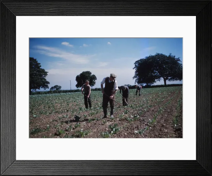 Framed Print : Hoeing Root Crops, England, c1960. Artist: CM Dixon Framed Print : Hoeing Root Crops, England, c1960. Artist: CM Dixon
