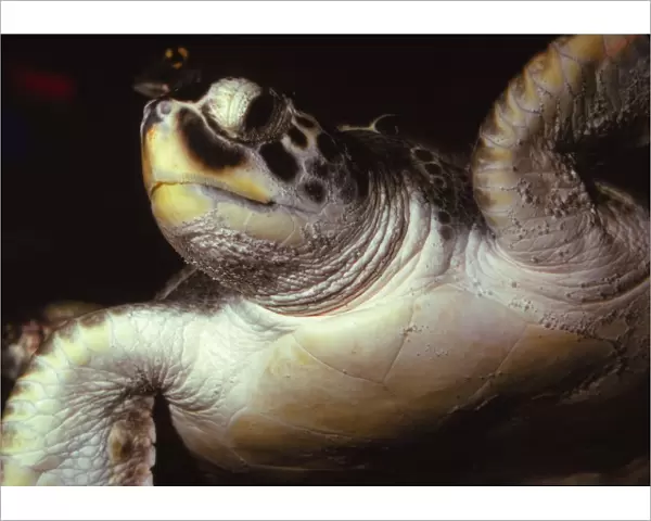 Loggerhead Turtle, (Caretta Caretta), 20th century. Artist: CM Dixon