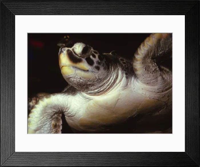 Framed Print : Loggerhead Turtle, (Caretta Caretta), 20th century. Artist: CM Dixon Framed Print : Loggerhead Turtle, (Caretta Caretta), 20th century. Artist: CM Dixon