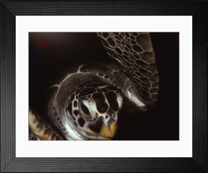 Framed Print : Loggerhead Turtle, (Caretta Caretta), 20th century. Artist: CM Dixon Framed Print : Loggerhead Turtle, (Caretta Caretta), 20th century. Artist: CM Dixon