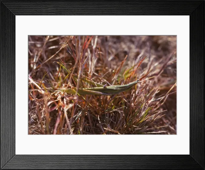 Framed Print : Grasshopper and small bug in grass, Kortobacy Puszta, Hungary, 20th century Artist: CM Dixon Framed Print : Grasshopper and small bug in grass, Kortobacy Puszta, Hungary, 20th century Artist: CM Dixon