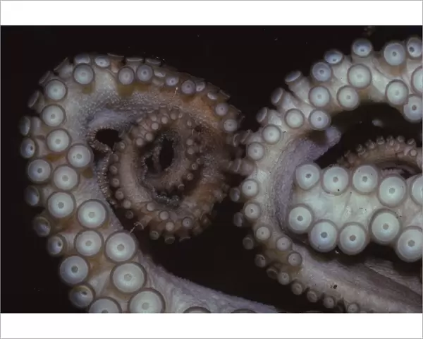 Octopus (Octopus vulgaris), Tentacles, 20th century. Artist: CM Dixon