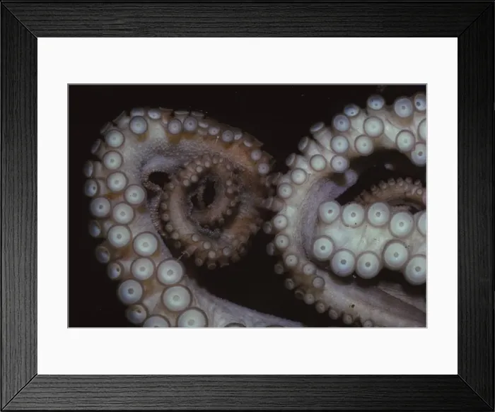 Framed Print : Octopus (Octopus vulgaris), Tentacles, 20th century. Artist: CM Dixon Framed Print : Octopus (Octopus vulgaris), Tentacles, 20th century. Artist: CM Dixon