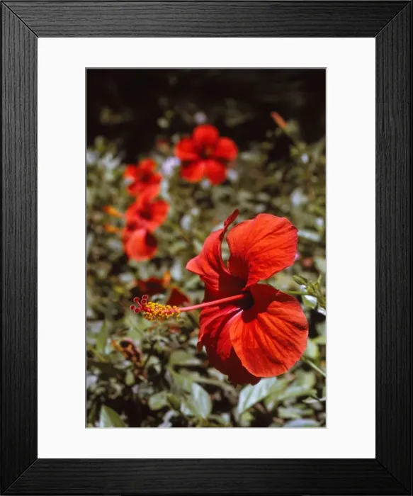 Framed Print : Hibiscus Flower, Rhodes, 20th century. Artist: CM Dixon Framed Print : Hibiscus Flower, Rhodes, 20th century. Artist: CM Dixon