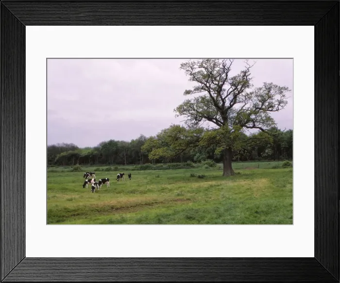 Framed Print : Bosworth Field. Leicestershire, England, 20th century. Artist: CM Dixon Framed Print : Bosworth Field. Leicestershire, England, 20th century. Artist: CM Dixon
