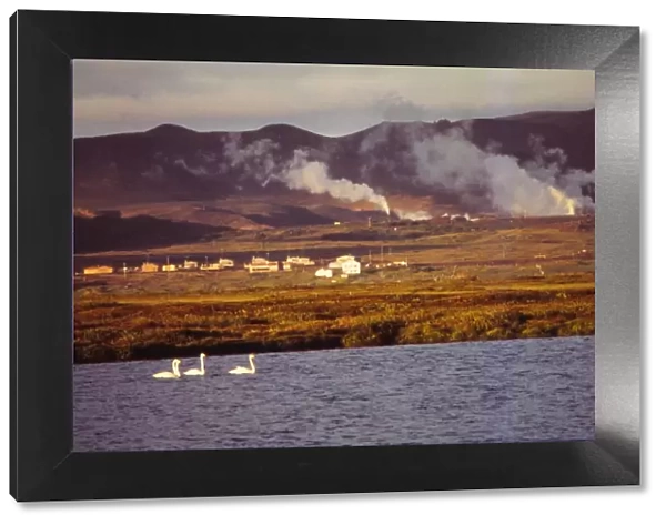Whooper Swans on Lake Myvatn with Hot Springs Beyond, North Central Iceland, 20th century. Artist: CM Dixon