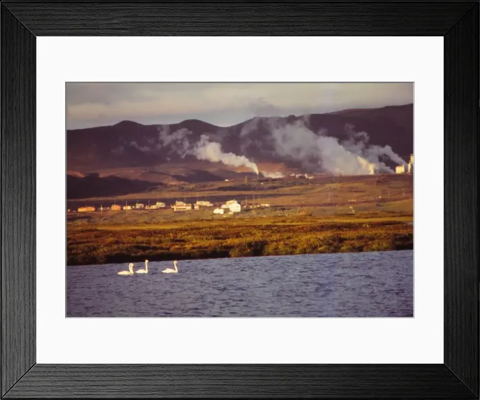 Framed Print : Whooper Swans on Lake Myvatn with Hot Springs Beyond, North Central Iceland, 20th century. Artist: CM Dixon Framed Print : Whooper Swans on Lake Myvatn with Hot Springs Beyond, North Central Iceland, 20th century. Artist: CM Dixon