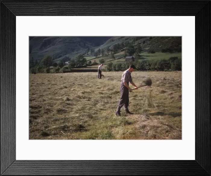 Framed Print : Turning hay by hand, farmer in Longdale Valley, Lake District, c1960. Artist: CM Dixon Framed Print : Turning hay by hand, farmer in Longdale Valley, Lake District, c1960. Artist: CM Dixon