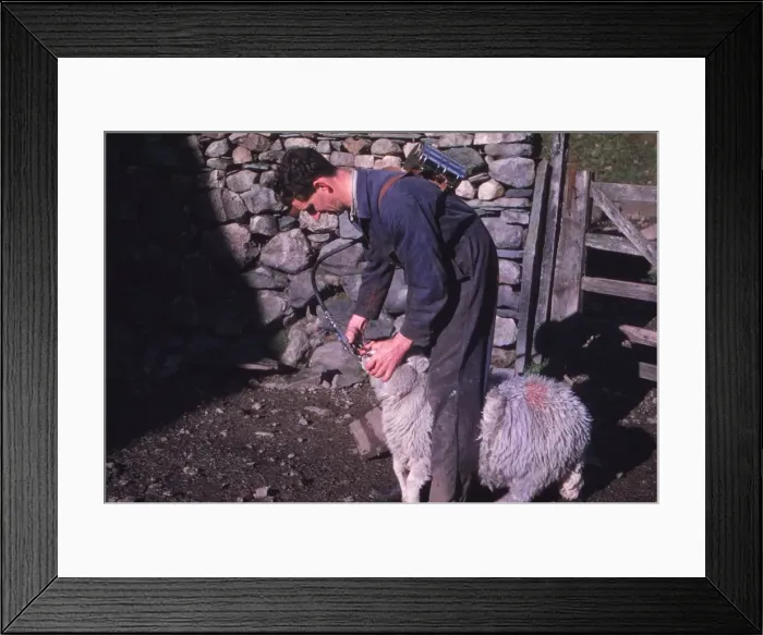 Framed Print : Sheep Farmer giving worm treatment to Ewe, English Lake District, c1960. Artist: CM Dixon Framed Print : Sheep Farmer giving worm treatment to Ewe, English Lake District, c1960. Artist: CM Dixon