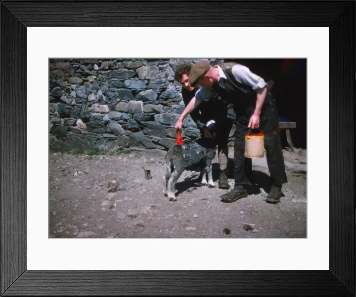 Framed Print : Marking sheep after shearing with Lanolin dye, Lake District, c1960. Artist: CM Dixon Framed Print : Marking sheep after shearing with Lanolin dye, Lake District, c1960. Artist: CM Dixon