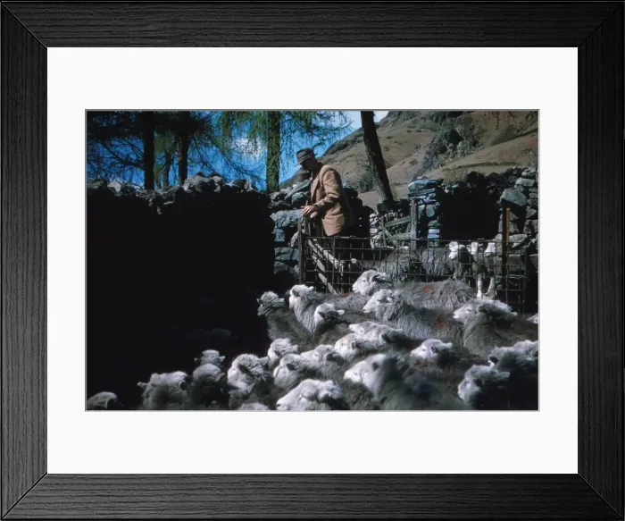 Framed Print : Farming Herdwick Sheep, Langdale Valley Farm, Lake District, c1960. Artist: CM Dixon Framed Print : Farming Herdwick Sheep, Langdale Valley Farm, Lake District, c1960. Artist: CM Dixon