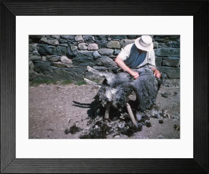 Framed Print : Shearing a sheep by hand, Lake District, c1960s. Artist: CM Dixon Framed Print : Shearing a sheep by hand, Lake District, c1960s. Artist: CM Dixon