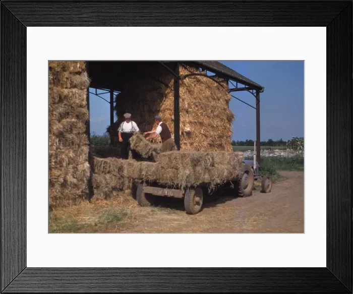 Framed Print : Stacking Bales of Hay in Dutch Barns, c1960s. Artist: CM Dixon Framed Print : Stacking Bales of Hay in Dutch Barns, c1960s. Artist: CM Dixon
