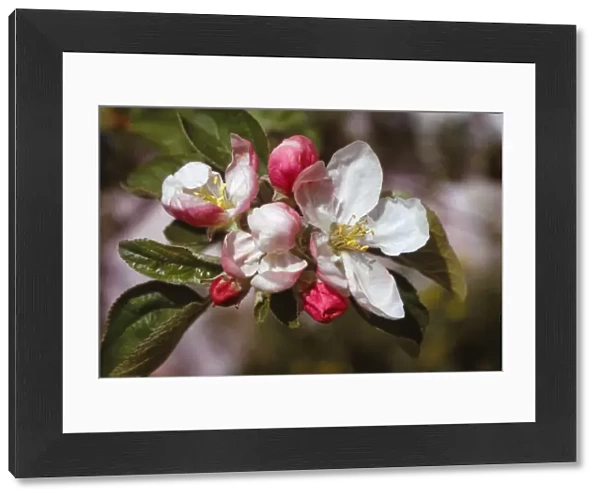 Apple Blossom (April), 20th century. Artist: CM Dixon