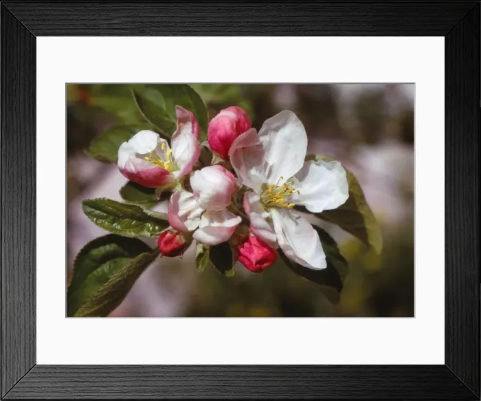 Framed Print : Apple Blossom (April), 20th century. Artist: CM Dixon Framed Print : Apple Blossom (April), 20th century. Artist: CM Dixon