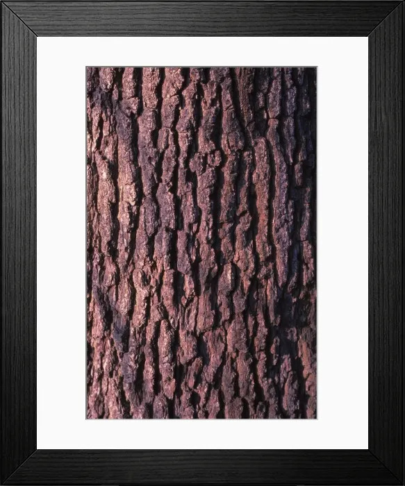Framed Print : Oak Tree Bark, 20th century. Artist: CM Dixon Framed Print : Oak Tree Bark, 20th century. Artist: CM Dixon