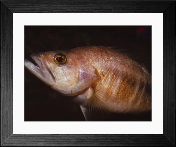 Framed Print : Sea Perch, 20th century. Artist: CM Dixon Framed Print : Sea Perch, 20th century. Artist: CM Dixon