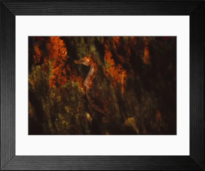 Framed Print : Long-snouted seahorse, (Hippocampus Guttulatus), 20th century. Artist: CM Dixon Framed Print : Long-snouted seahorse, (Hippocampus Guttulatus), 20th century. Artist: CM Dixon