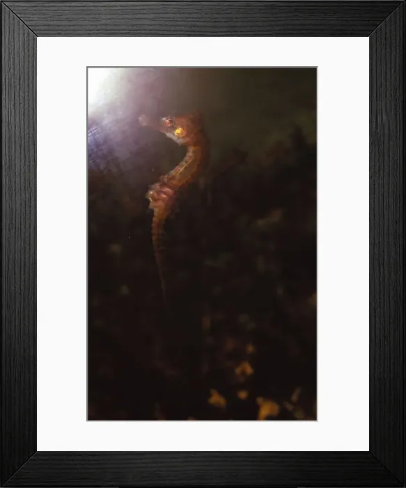 Framed Print : Seahorse, (Hippocampus), 20th century. Artist: CM Dixon Framed Print : Seahorse, (Hippocampus), 20th century. Artist: CM Dixon